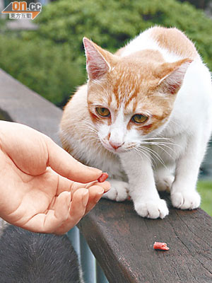 弓漿蟲藏在貓隻腸臟，主人處理貓糞便要小心。