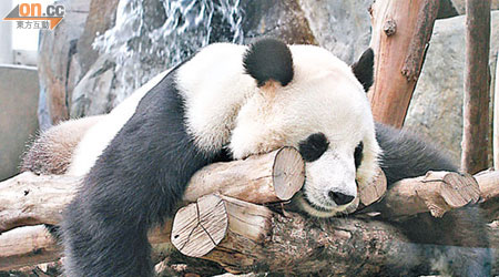 「港產」大熊貓寶寶，仍要等等。