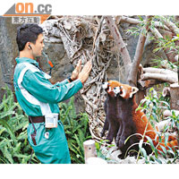 護理人員日常會以蘋果作餌，訓練小熊貓做出基本動作。