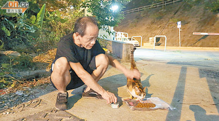 鄧漢傑昨晚如常到灣仔區後巷餵貓。（鍾健國攝）