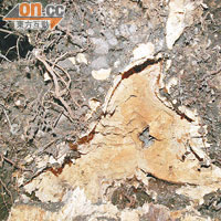 塌下的古樹細葉榕，被真菌侵蝕腐爛。（林振華攝）