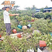 元朗一個農地損失慘重，東主指僅可向漁護署申領特惠金千餘元。（高偉明攝）