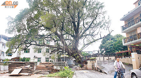 在黃屋村被強風吹倒的老榕樹壓着村屋。