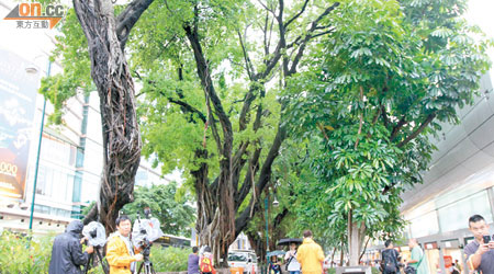 樹木管理專家小組昨曾視察栢麗大道古樹，確認颱風未有令大樹情況惡化，但其中兩棵須進一步檢測決定斬去或保留。（郭垂垂攝）
