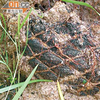 添馬公園部分樹木根部泥膽被發現仍包着保護網。（蕭毅攝）