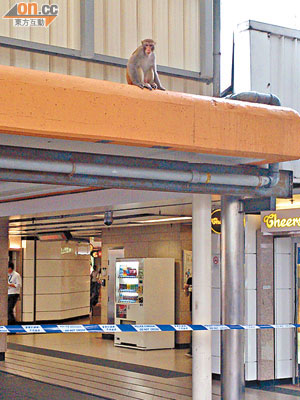 猴子坐於港鐵站出入口簷篷上，警員將部分出口封鎖。（石國威攝）