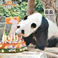 海洋公園日前為四隻大熊貓包括盈盈（圖）舉行生日派對。