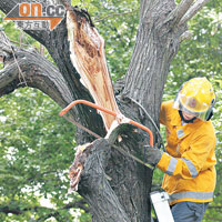 清理塌樹時需配備合適的工具，以保障使用者安全。（資料圖片）