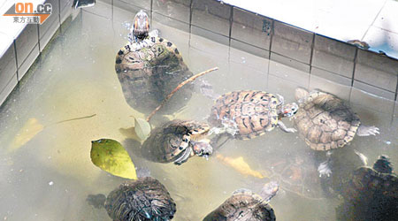 西區警署內設有一水池，共飼養約二十隻烏龜，被指環境擠迫，池水亦見混濁。