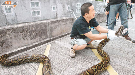 蛇王雙手捏住巨蟒頸口。（梁少恒攝）