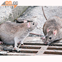 鼠疫由嚙齒動物的帶菌蚤咬人傳播。