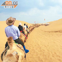 一眾政協團友騎着駱駝欣賞大漠風光。