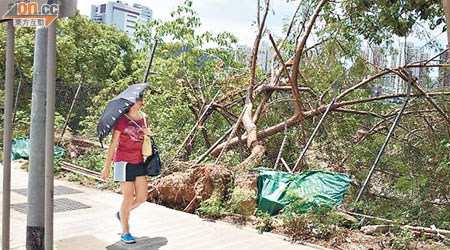 安睦街於颱風後有塌樹並壓毀鐵絲網，惟地政總署被指至今仍未完成清理。