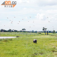 米埔自然保護區自引入水牛後，吸引更多雀鳥到訪。（WWF提供）