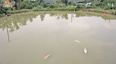 有村民發現魚塘至少有數十條錦鯉無故死亡。（林少權攝）