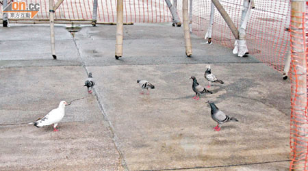 元州邨內長期有野鴿三五成群出動，令居民擔心感染禽流感機會大增。