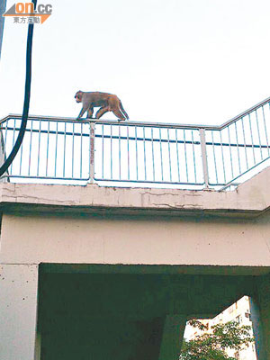 巨猴在石硤尾街天橋鐵欄爬行。（讀者提供）