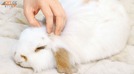 引致鈎端螺旋體病的細菌可寄居在兔、狗等動物身上。
