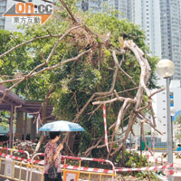 颱風接連來襲，本地不少樹木倒塌。