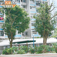 慈雲山慈樂邨的榕樹及菩提樹種植太密。