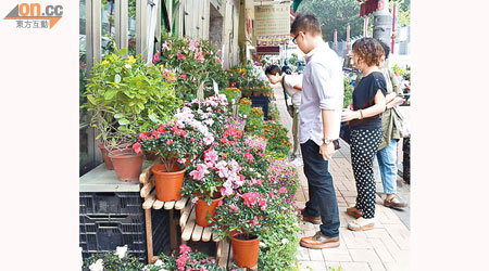 市民喜歡選購盆栽，粉飾家居或辦公室。