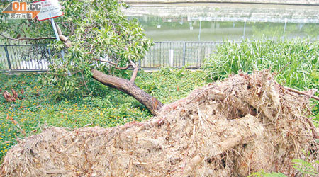 新和里有大樹倒塌數月但仍然翠綠，街坊要求康文署斬樹前作慎重考慮。