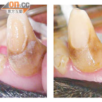 盈盈左顎犬齒修復前（左）明顯看到磨蝕，修復後（右）已可進食。