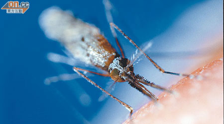 瘧疾由按蚊傳播，本港自九八年來，再沒有發現本地感染個案。（資料圖片）