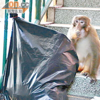 有野猴到樓梯旁的垃圾膠袋「搵食」。