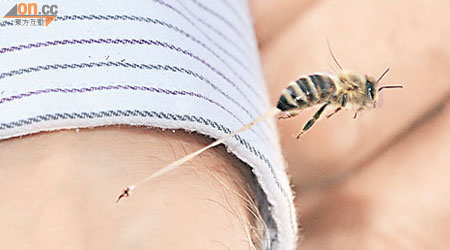 蜜蜂螫刺時分泌的蜂毒或有助治療柏金遜症。（資料圖片）