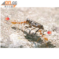 棲身於水翁根部的蜻蜓幼蟲離開水面後，淪為黃猄蟻（箭嘴示）的獵物。