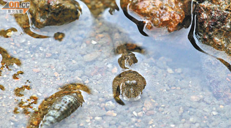 不少彈塗魚棲息在大潭港內灣的泥灘內。