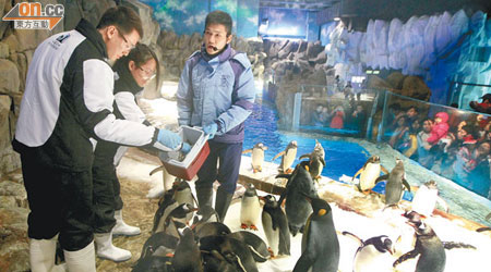 海洋公園「南極奇觀」內七十四隻企鵝至今已吸引三百多名市民入場認識及餵飼。(羅錦鴻攝)