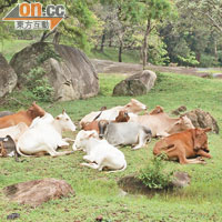 斯里蘭卡人愛護動物，野牛在路邊隨處可見，逍遙快活。