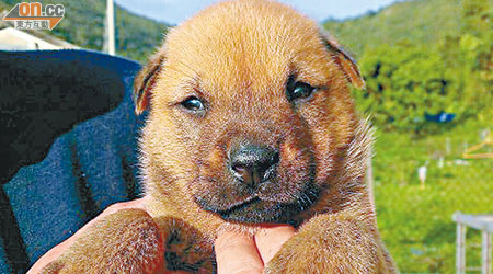 被救回的幼犬（圖），已交由「愛是不保留之汪汪手牽手」負責人照顧。