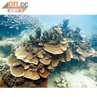 甕缸灣沙塘口山的薔薇珊瑚生長穩定健康。