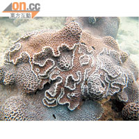 本港最具代表性的珊瑚品種扁腦珊瑚。