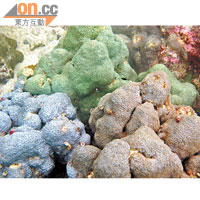 往灣洲東灣的多孔同星珊瑚。