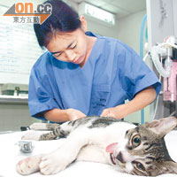 「貓隻領域護理計劃」目的是以絕育管理流浪貓數目。