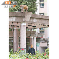 猴子利用天橋爬入民居偷食。