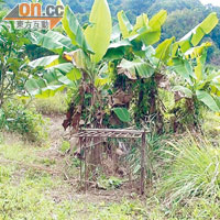 村民種植的香蕉及生果常被野豬偷食。