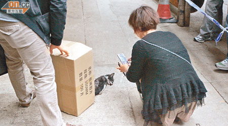 愛護動物協會人員檢走貓屍作進一步檢驗。（趙瑞麟攝）