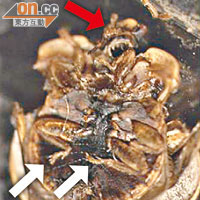 飛入女童眼睛內的中痣豆龜蝽底部，可看到布滿小鈎的足部（白色箭嘴示）及頭部（紅色箭嘴示）。