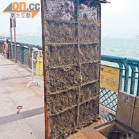 隔濾網使用約五星期，已布滿海藻及青口等。