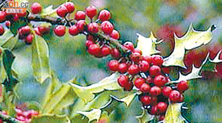 槲寄生是聖誕常用裝飾植物，亦有其藥用價值。