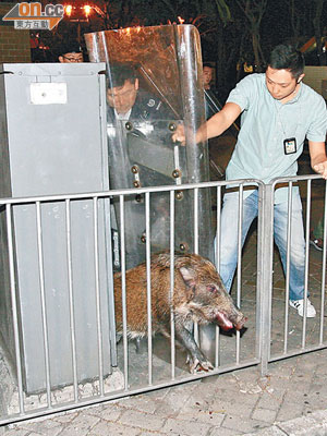 豬頭部卡於鐵欄，警員用盾牌圍堵。（呂浩鋒攝）