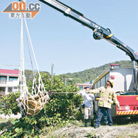 黃牛由吊臂車吊起運走。（左錦鴻攝）