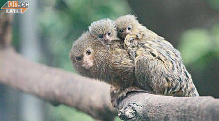 侏狨猴家庭主要由侏狨猴爸爸照顧寶寶。（袁志豪攝）