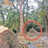 老樟樹與月前倒塌並造成傷亡意外的老榕樹（紅圈示）只相隔數米。