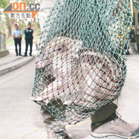 漁護署人員用網將墮渠小豬捕獲。